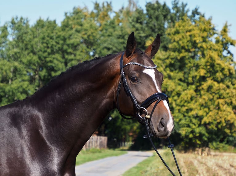 Oldenburg Stallion 6 years 16,3 hh Smoky-Black in Bramsche