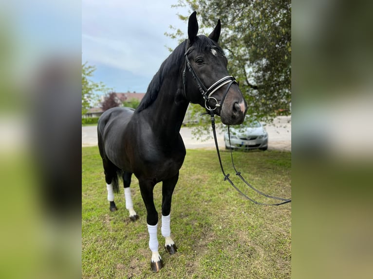 Oldenburg Stallion 6 years 17,1 hh Black in Schömberg