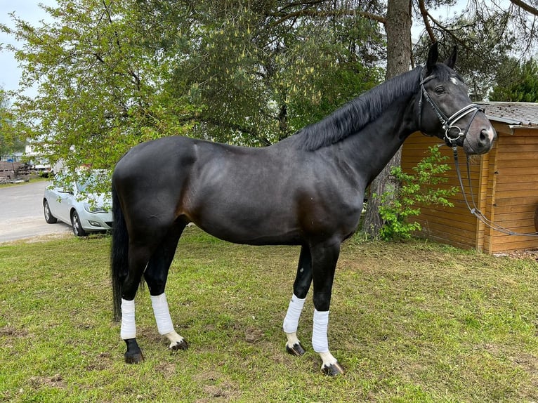 Oldenburg Stallion 6 years 17,1 hh Black in Schömberg