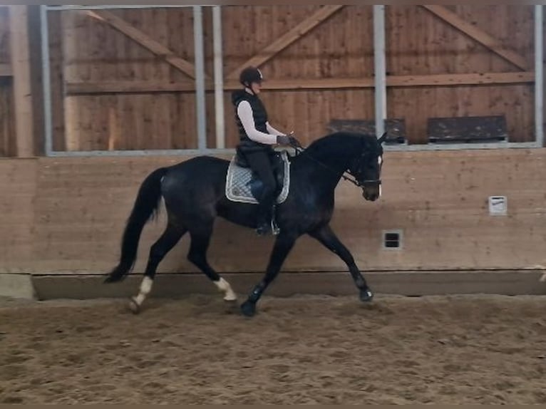 Oldenburg Stallion 6 years 17 hh Bay-Dark in Hinterberg