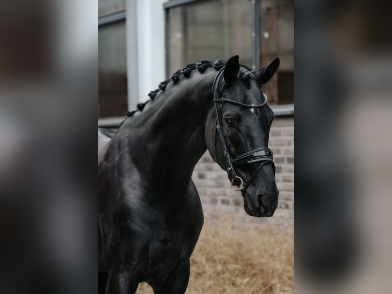 Oldenburg Stallion 6 years 17 hh Black in Dreieich