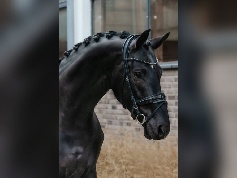 Oldenburg Stallion 6 years 17 hh Black in Dreieich