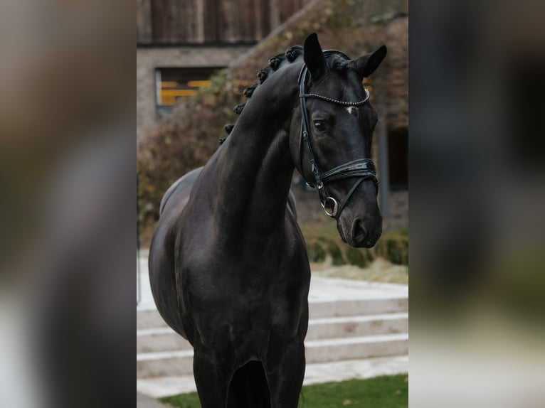 Oldenburg Stallion 6 years 17 hh Black in Dreieich