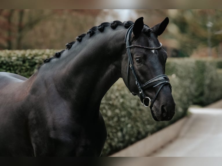 Oldenburg Stallion 6 years 17 hh Black in Dreieich