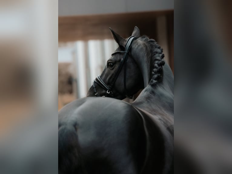 Oldenburg Stallion 6 years 17 hh Black in Dreieich