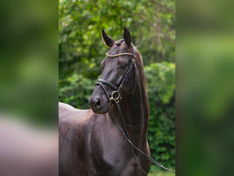 Oldenburg Stallion 7 years 16.1 hh Black in Debrecen