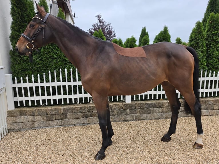 Oldenburg Stallion 7 years 16.1 hh Brown in Öpfingen
