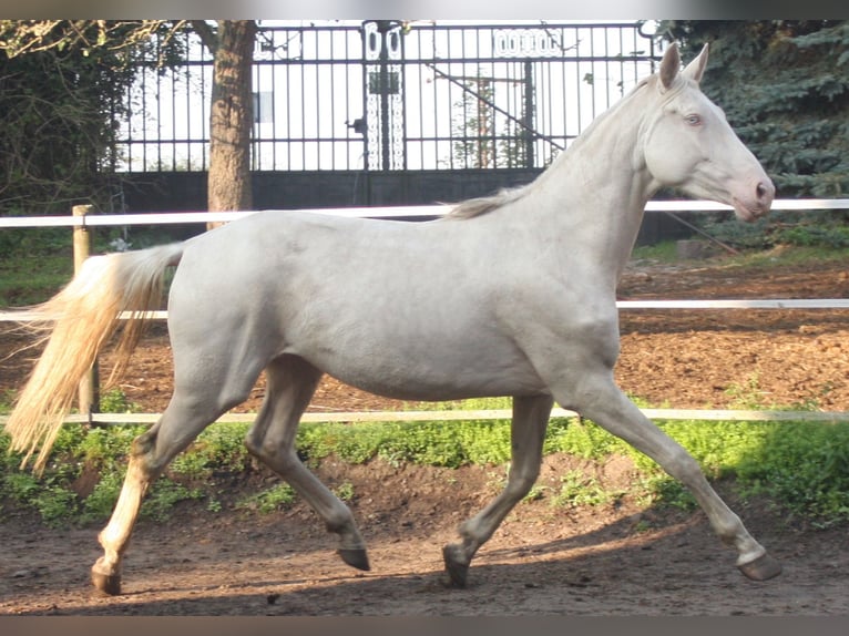 Oldenburg Stallion 7 years 16,3 hh Palomino in Beaumont pied-de-boeuf