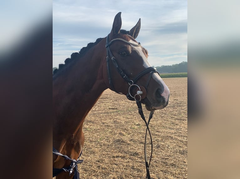 Oldenburg Stallion 7 years 16 hh in Lengerich