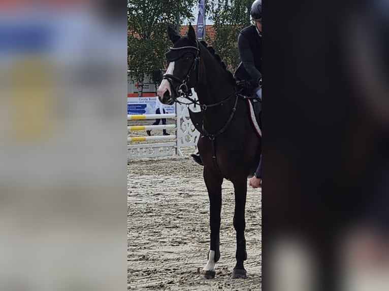 Oldenburg Stallion 7 years 16 hh in Lengerich