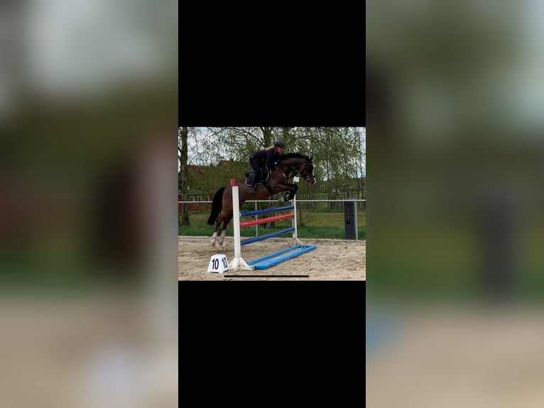 Oldenburg Stallion 7 years 16 hh in Lengerich