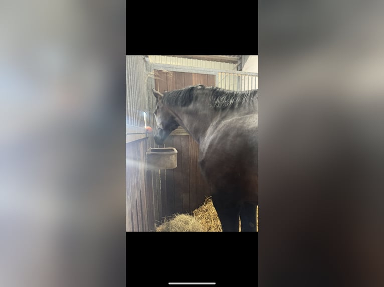Oldenburg Stallion 7 years 16,2 hh Brown in Greven
