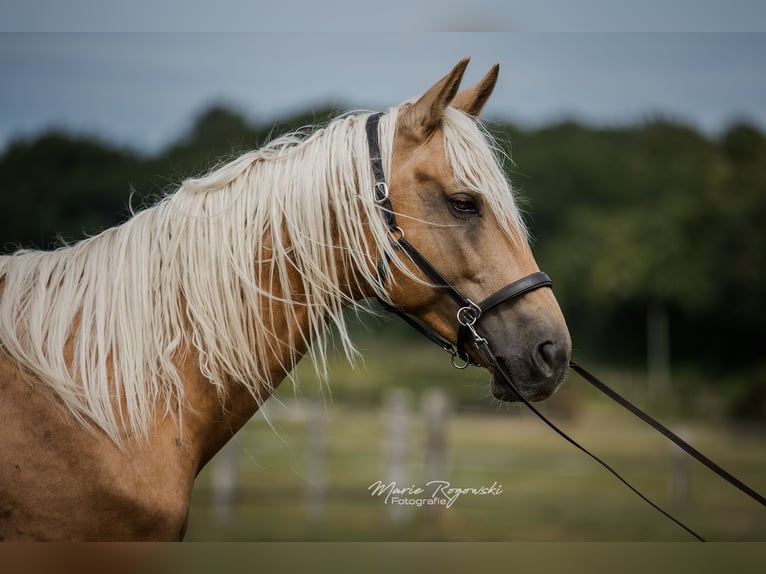 Oldenburg Stallion 7 years 16,2 hh Palomino in Beaumont pied-de-boeuf
