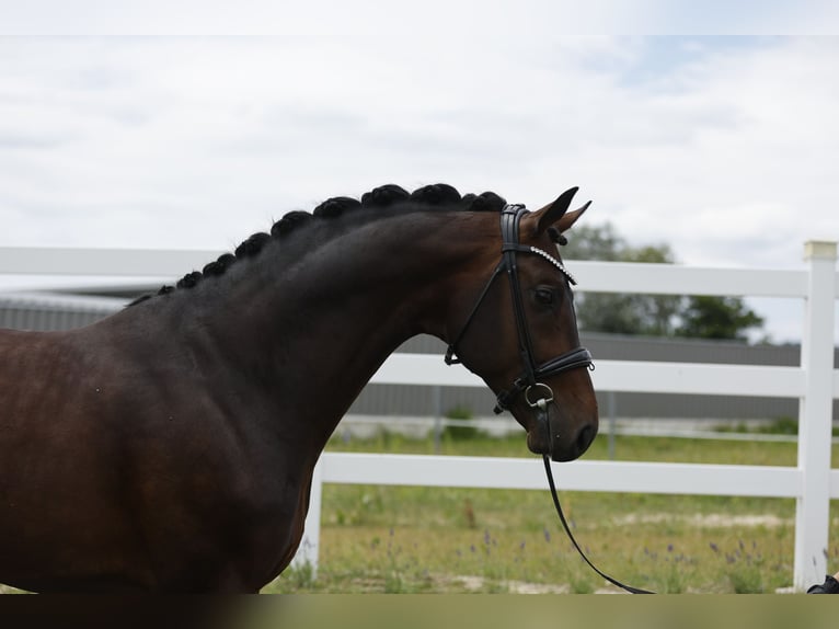 Oldenburg Stallion 7 years 17 hh Brown in Ritzing