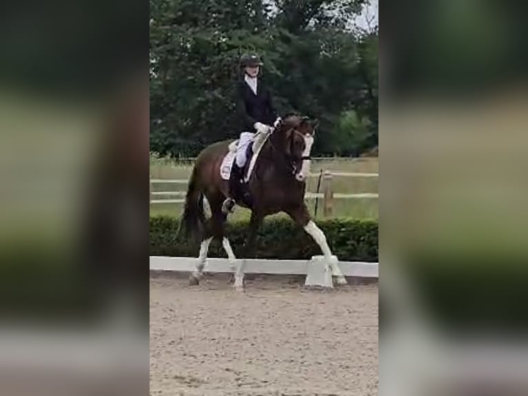 Oldenburg Stallion 8 years 17 hh Chestnut in M&#xFC;lheim an der Ruhr