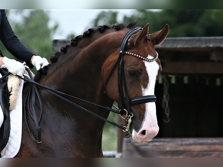 Oldenburg Stallion 8 years 17 hh Chestnut in M&#xFC;lheim an der Ruhr