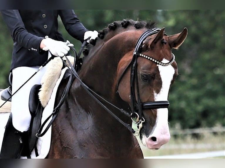Oldenburg Stallion 8 years 17 hh Chestnut in M&#xFC;lheim an der Ruhr