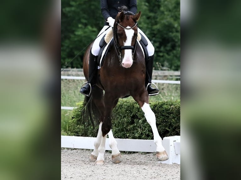 Oldenburg Stallion 8 years 17 hh Chestnut in M&#xFC;lheim an der Ruhr