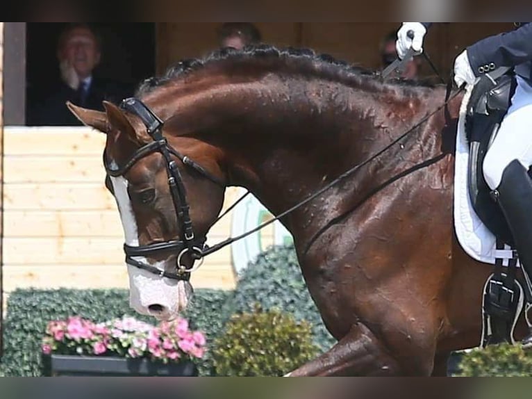 Oldenburg Stallion 8 years 17 hh Chestnut in Visbek