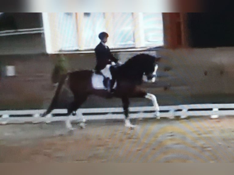 Oldenburg Stallion 8 years 17 hh Chestnut in Visbek