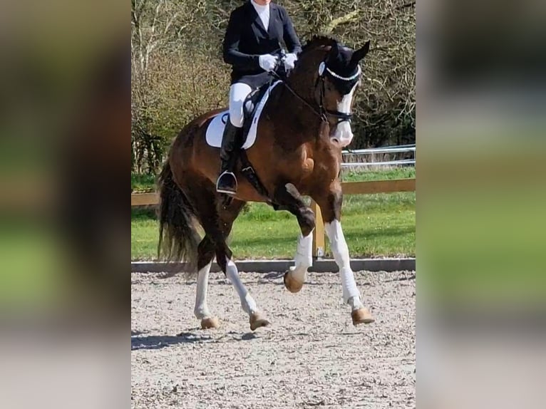 Oldenburg Stallion 8 years 17 hh Chestnut in Visbek