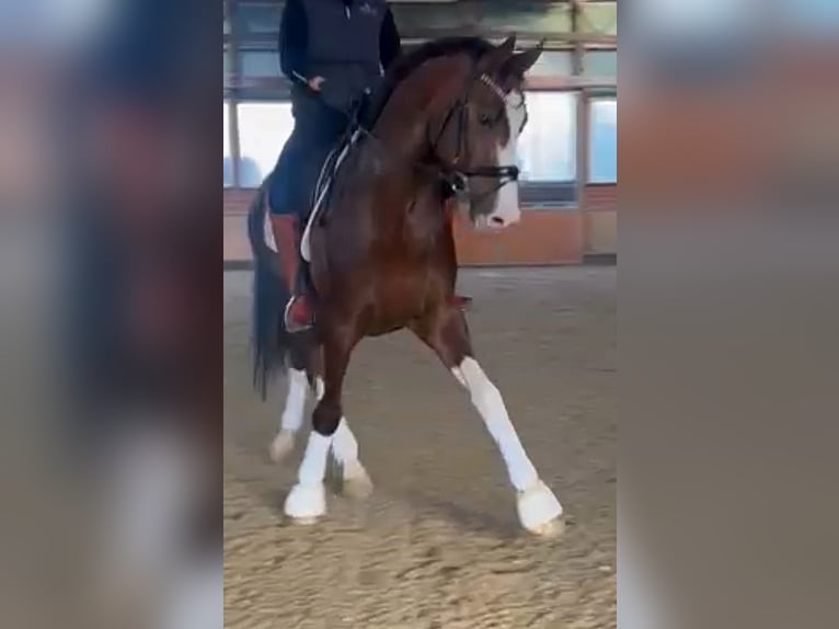 Oldenburg Stallion 8 years 17 hh Chestnut in Visbek