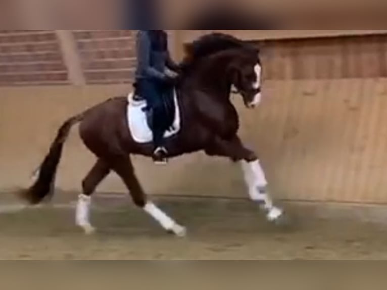 Oldenburg Stallion 8 years 17 hh Chestnut in Visbek