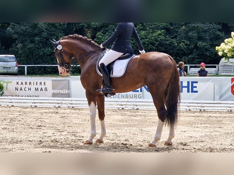 Oldenburg Stallion 8 years 17 hh Chestnut in Visbek