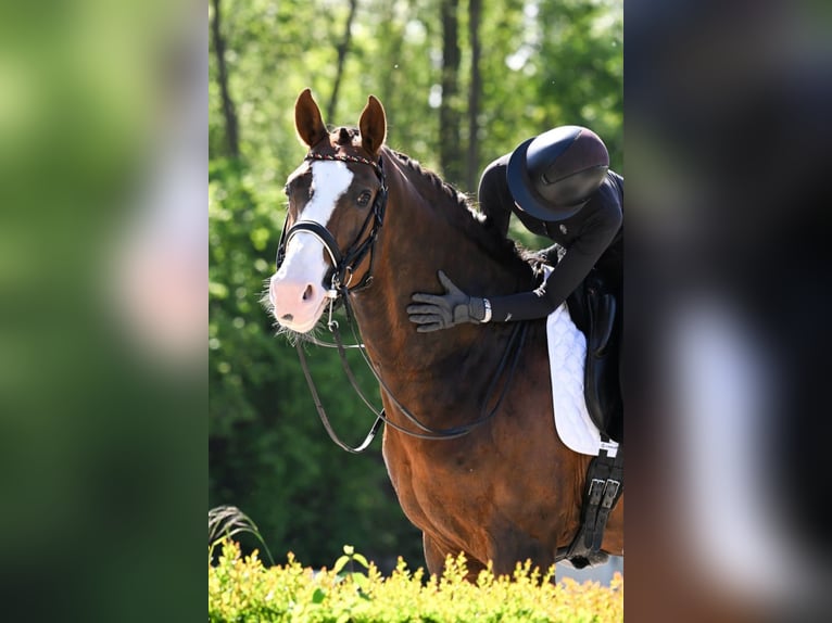 Oldenburg Stallion 8 years 17 hh in M&#xFC;lheim an der Ruhr
