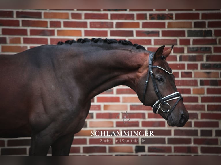 Oldenburg Stallion 9 years 16,1 hh Brown in Rhede