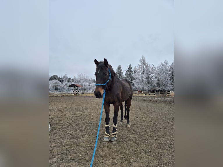 Oldenburg Stallion 9 years 16.2 hh  in Strettweg