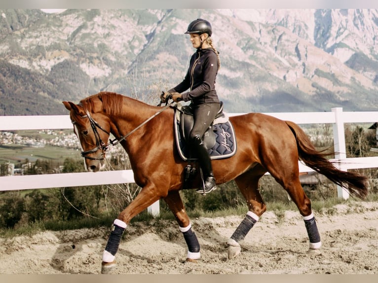 Oldenburg Stallion 9 years 17 hh Chestnut in München