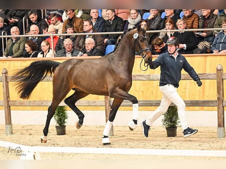 Oldenburg Stallion Bay-Dark in Lemwerder