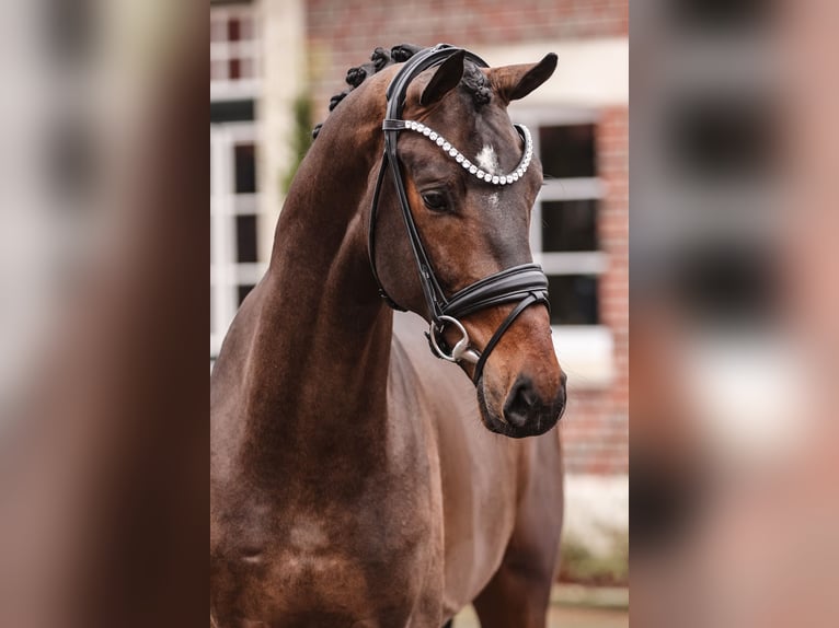 Oldenburg Stallion Bay-Dark in Lemwerder