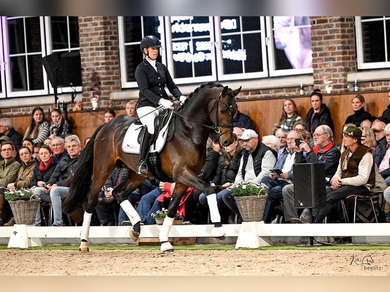 Oldenburg Stallion Bay-Dark in Lemwerder