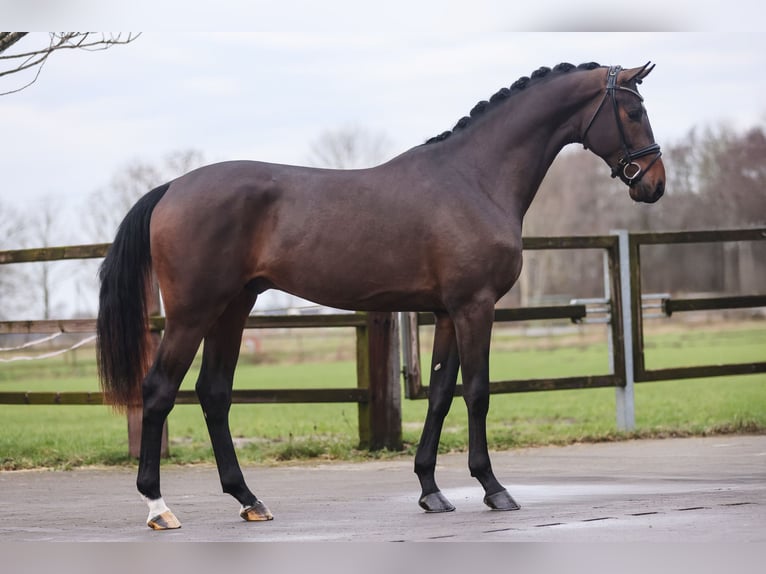 Oldenburg Stallion Bay-Dark in Lemwerder