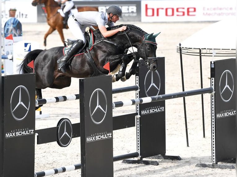 Oldenburg Stallion Bay-Dark in Lengenfeld