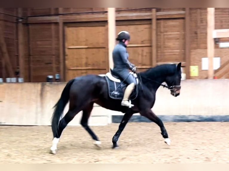 Oldenburg Stallion Black in S&#xF6;hlde