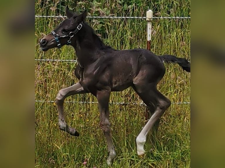 Oldenburg Stallion Black in S&#xF6;hlde