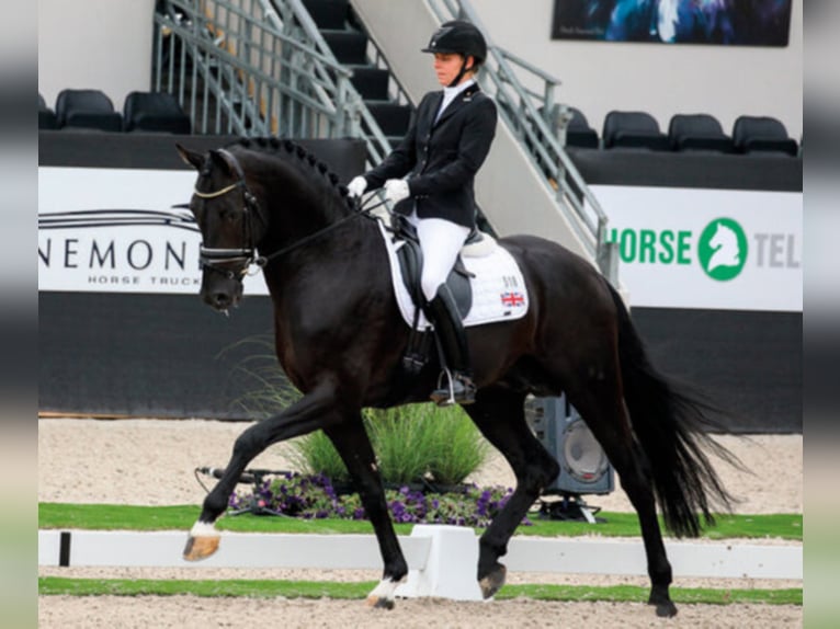Oldenburg Stallion Black in Hemmoor