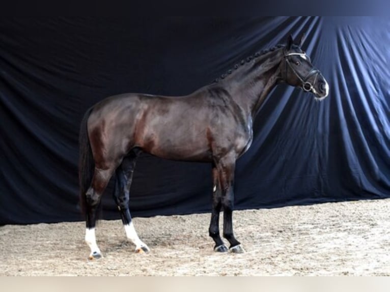 Oldenburg Stallion Black in Hemmoor