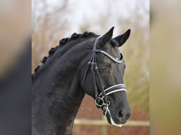 Oldenburg Stallion Black in Lastrup