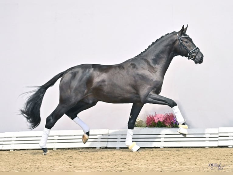Oldenburg Stallion Black in Löningen