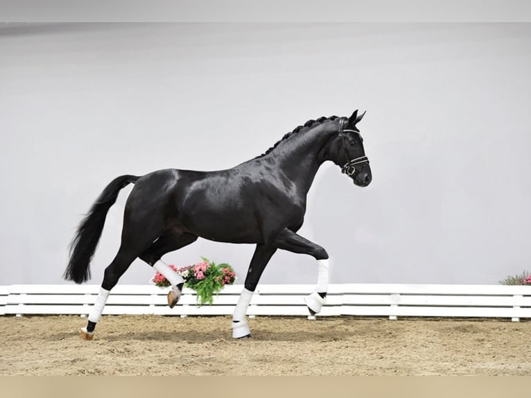 Oldenburg Stallion Black in Löningen