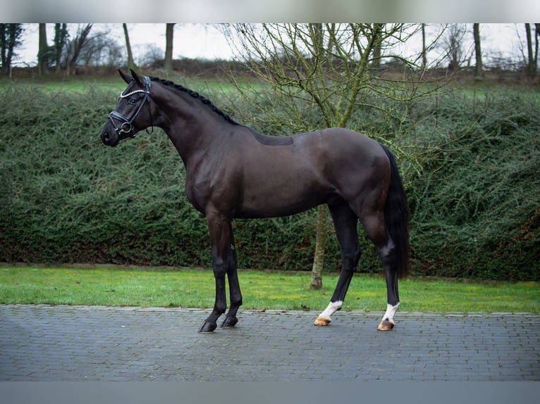 Oldenburg Stallion Black in Ostercappeln