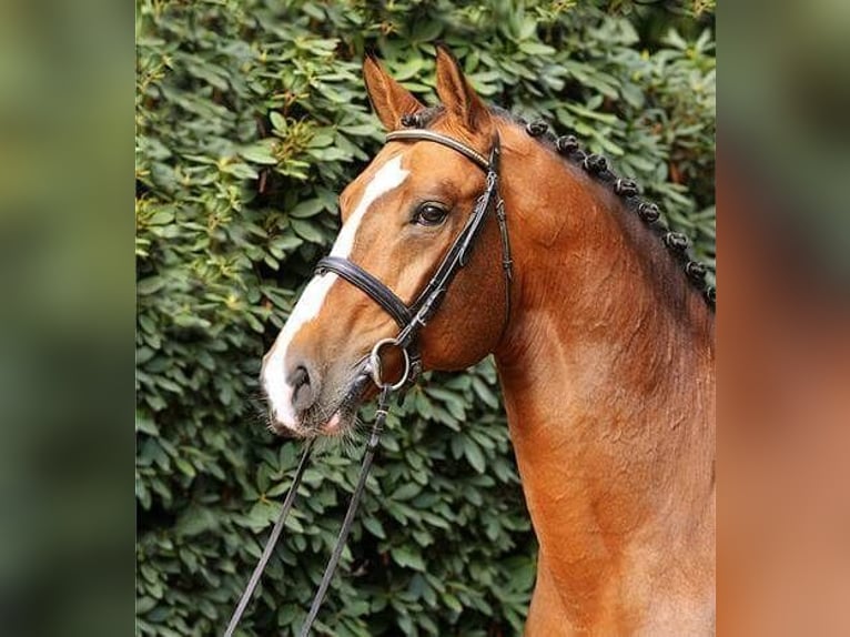 Oldenburg Stallion Brown in Pfarrkirchen