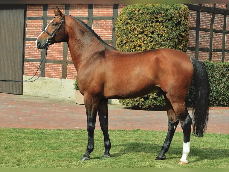 Oldenburg Stallion Brown in Pfarrkirchen