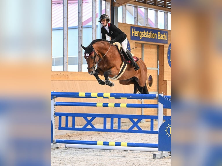 Oldenburg Stallion Brown in Pfarrkirchen