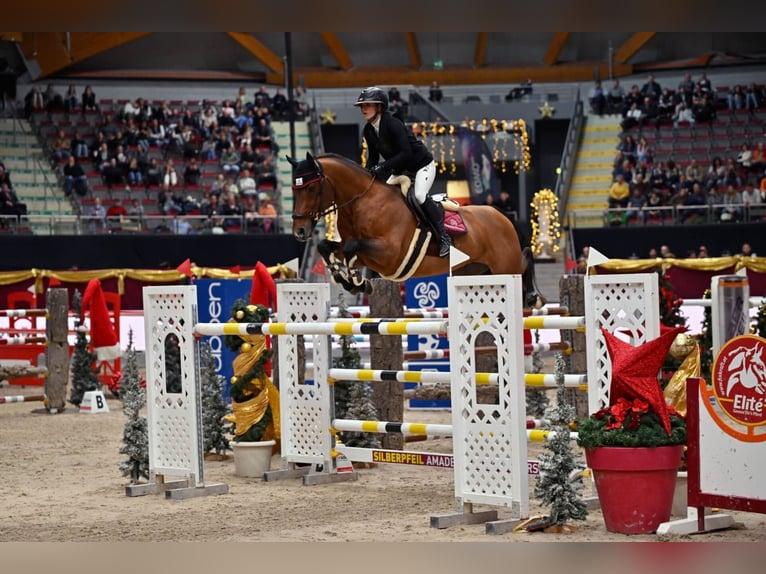 Oldenburg Stallion Brown in Pfarrkirchen