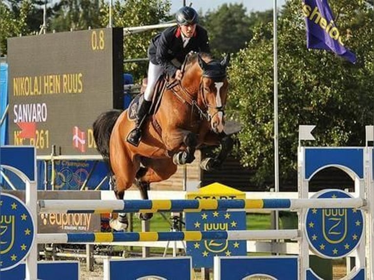 Oldenburg Stallion Brown in Pfarrkirchen